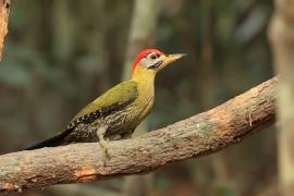 Dzięcioł żółtoszyi - Picus vittatus - Laced Woodpecker- male