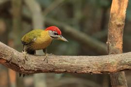 Dzięcioł żółtoszyi - Laced Woodpecker - Picus vittatus