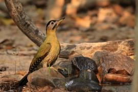 Dzięcioł żółtoszyi - Picus vittatus - Laced Woodpecker- female