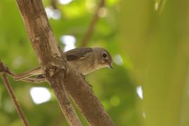 Muchołówka brunatna - Asian Brown Flycatcher - Muscicapa dauurica