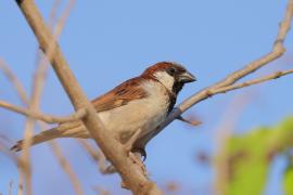 Wróbel - Passer domesticus - House Sparrow - male