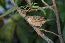 Wróbel - Passer domesticus - House Sparrow - female