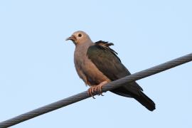 Muszkatela miedziana - Ducula aenea - Green Imperial Pigeon