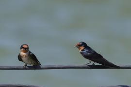 Dymówka - Hirundo rustica - Barn Swallow