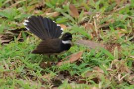 Wachlarzówka srokata - Malaysian Pied Fantail - Rhipidura javanica