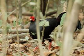 Kiściec syjamski - Lophura diardi  - Siamese Fireback