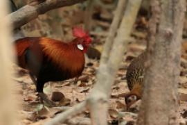 Kur bankiwa - Red Junglefowl - Gallus gallus