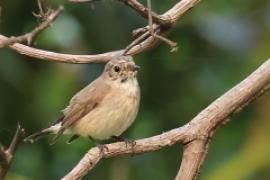 Muchołówka rdzawogardła - Taiga Flycatcher - Ficedula albicilla