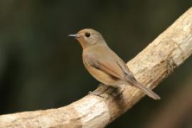 Niltawa ciemnopierśna - Hainan Blue-Flycatcher - Cyornis hainanus