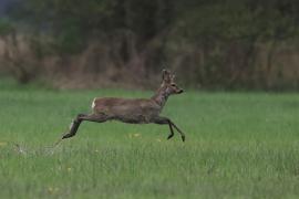 Sarna - Roe deer