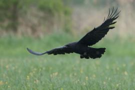 Kruk - Common Raven