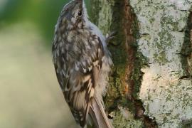 Pełzacz ogrodowy - Certhia brachydactyla - Short-toed Treecreeper