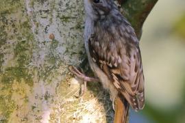 Pełzacz ogrodowy - Certhia brachydactyla - Short-toed Treecreeper