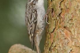 Pełzacz ogrodowy - Certhia brachydactyla - Short-toed Treecreeper