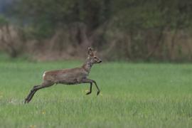 Sarna - Roe deer