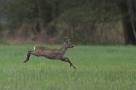 Sarna - Roe deer