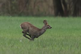 Sarna - Roe deer