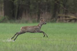 Sarna - Roe deer