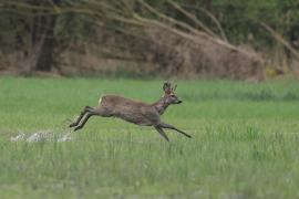 Sarna - Roe deer