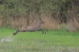 Sarna - Roe deer