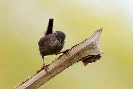 Strzyżyk - Troglodytes troglodytes - Eurasian Wren