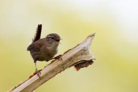 Strzyżyk - Troglodytes troglodytes - Eurasian Wren