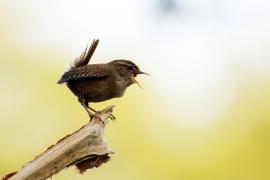 Strzyżyk - Troglodytes troglodytes - Eurasian Wren