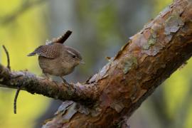 Strzyżyk - Troglodytes troglodytes - Eurasian Wren