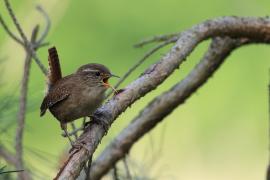 Strzyżyk - Troglodytes troglodytes - Eurasian Wren