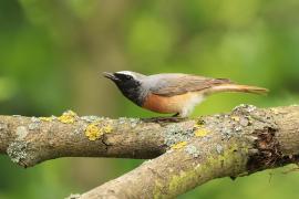 Pleszka - Phoenicurus phoenicurus - Common Redstart