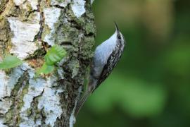 Pełzacz ogrodowy - Certhia brachydactyla - Short-toed Treecreeper