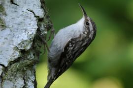 Pełzacz ogrodowy - Certhia brachydactyla - Short-toed Treecreeper