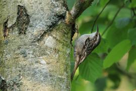 Pełzacz ogrodowy - Certhia brachydactyla - Short-toed Treecreeper