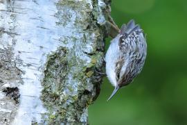 Pełzacz ogrodowy - Certhia brachydactyla - Short-toed Treecreeper