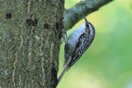 Pełzacz ogrodowy - Certhia brachydactyla - Short-toed Treecreeper