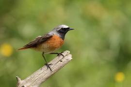 Pleszka - Phoenicurus phoenicurus - Common Redstart