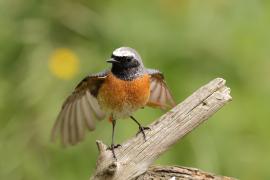 Pleszka - Phoenicurus phoenicurus - Common Redstart