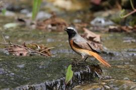 Pleszka - Phoenicurus phoenicurus - Common Redstart