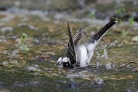 Pliszka siwa - Motacilla alba - White Wagtail