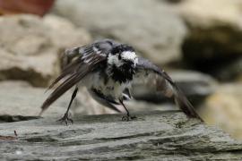 Pliszka siwa - Motacilla alba - White Wagtail