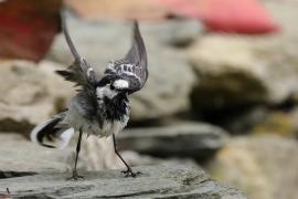 Pliszka siwa - Motacilla alba - White Wagtail