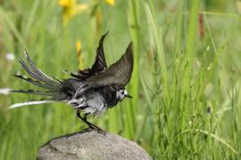 Pliszka siwa - Motacilla alba - White Wagtail