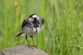 Pliszka siwa - Motacilla alba - White Wagtail