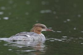Nurogęś - Mergus merganser - Common Merganser