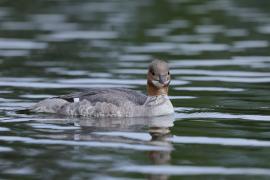 Nurogęś - Mergus merganser - Common Merganser