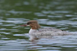 Nurogęś - Mergus merganser - Common Merganser