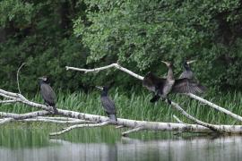 Kormoran zwyczajny - Phalacrocorax carbo - Great Cormorant