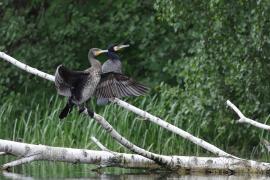 Kormoran zwyczajny - Phalacrocorax carbo - Great Cormorant