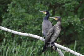 Kormoran zwyczajny - Phalacrocorax carbo - Great Cormorant