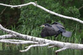 Kormoran zwyczajny - Phalacrocorax carbo - Great Cormorant